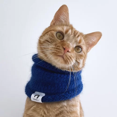 Katze mit blauem handgestrickten Tierschal. köttur